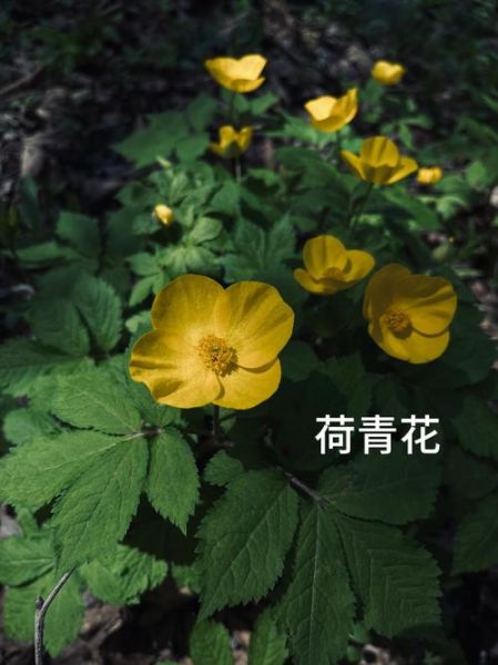 山上的鲜花有哪些品种_如何识别山上的野花