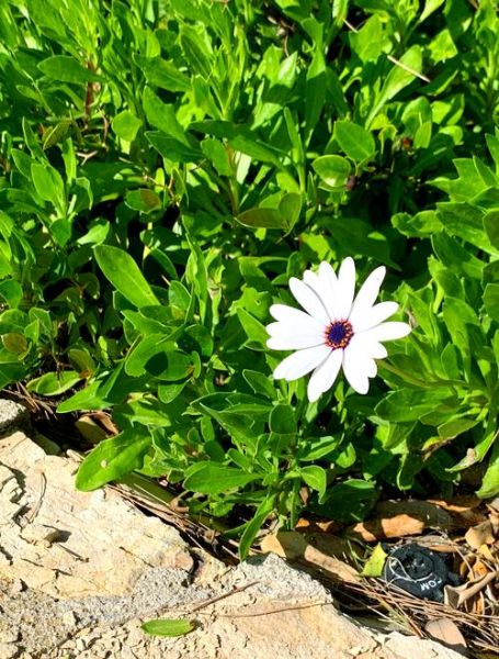 周园林植物有哪些_周园林适合种什么花