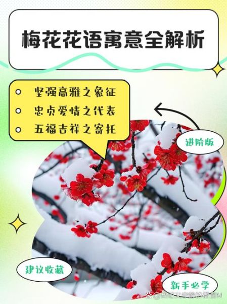 冬梅的花语是什么_如何赞美冬梅