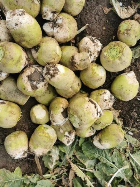 菜疙瘩怎么做_正宗菜疙瘩的家常做法