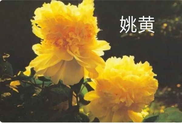 姚黄牡丹花语是什么_姚黄牡丹怎么养