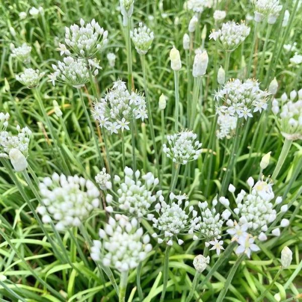 韭菜花怎么腌制好吃_韭菜花酱做法步骤