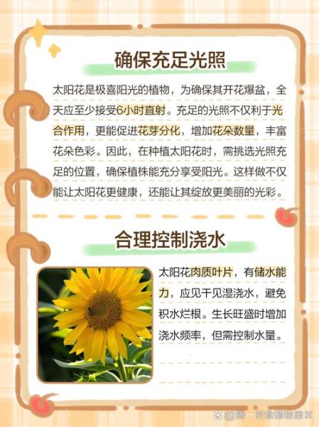 太阳花的花语是什么_太阳花怎么养才爆盆