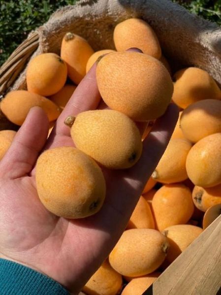 什么水果最好吃_好吃的水果有哪些