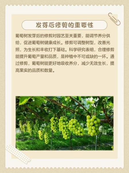 树枝怎么修剪_树枝修剪后多久发芽