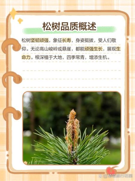 松树的外形特点有哪些_松树象征什么精神