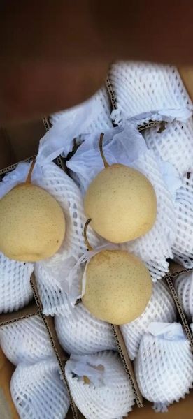 鸭梨什么颜色好吃_鸭梨颜色等级怎么分