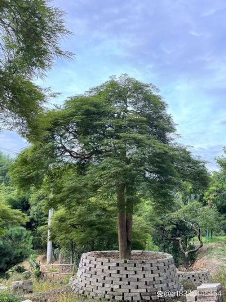 景色树有哪些品种_如何挑选适合自家庭院的景色树