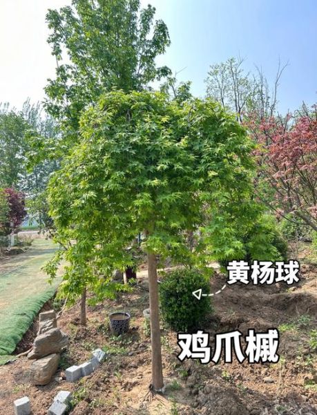 景色树有哪些品种_如何挑选适合自家庭院的景色树