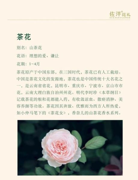 茶花美妙词语有哪些_如何描写茶花