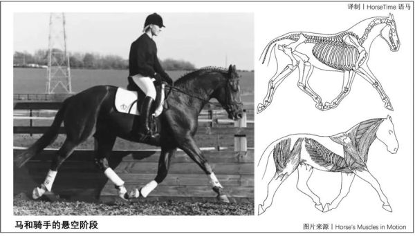 马奔跑速度有多快_马奔跑姿势解析