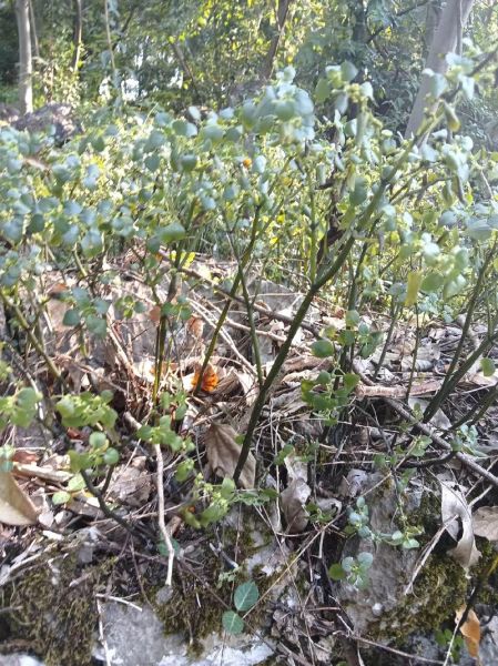 草苞是什么_草苞和草包的区别