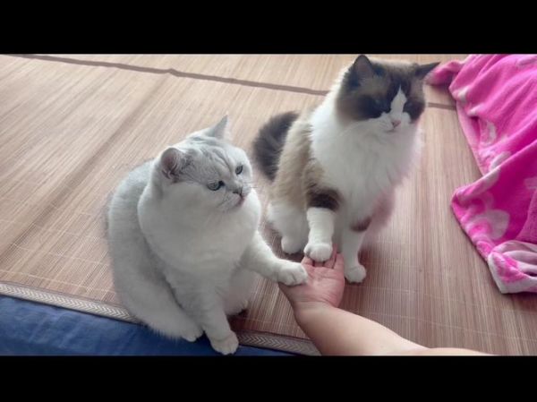 为什么猫喜欢纸箱_如何训练狗握手