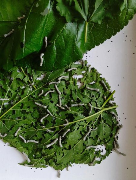 春蚕到死丝方尽_春蚕精神如何体现