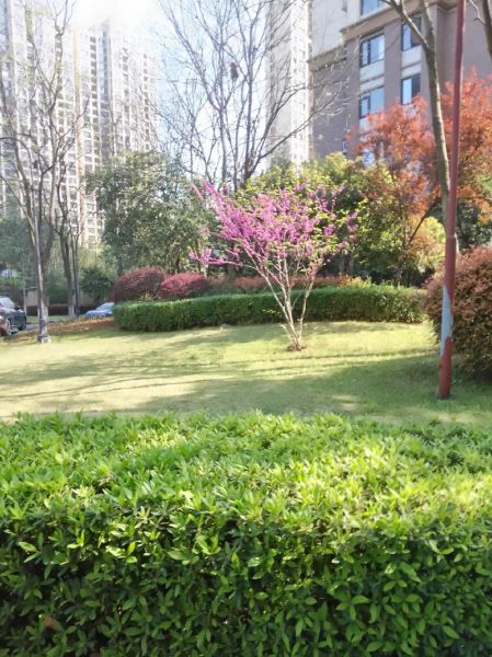 小区景致有哪些_如何提升小区绿化品质