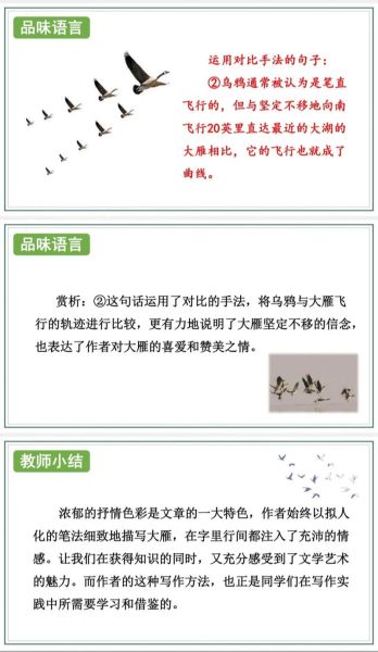 大雁学飞的故事告诉我们什么_如何培养孩子的独立能力