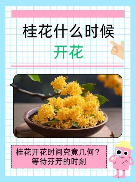 桂花什么时候开_桂花香味怎么形容