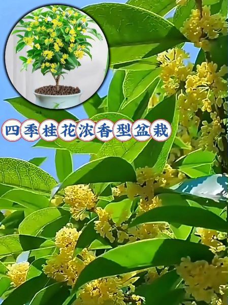 桂花什么时候开_桂花香味怎么形容