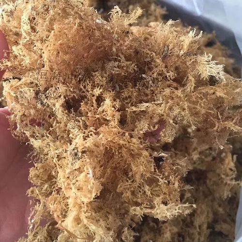 海石花怎么煮_海石花要煮多久