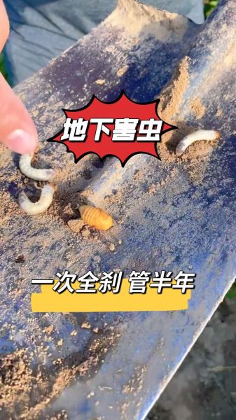 地捉虫子怎么做_地捉虫子需要哪些工具