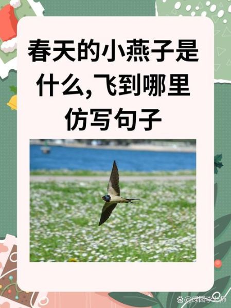 燕子飞得什么词语_燕子飞得低代表什么