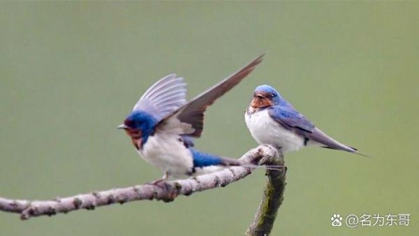 燕子飞得什么词语_燕子飞得低代表什么