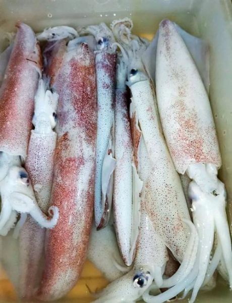 墨鱼怎么处理_墨鱼清洗技巧