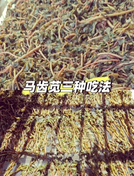 马齿菜怎么做好吃_马齿菜的功效与作用