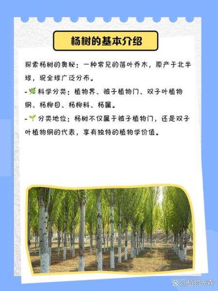 杨树是不是词语_杨树算不算词语