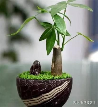 绿色植物的种类有哪些_如何打造绿色家居