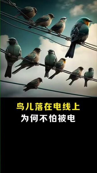 鸟儿为什么不怕电线触电_鸟儿站在高压线上安全吗