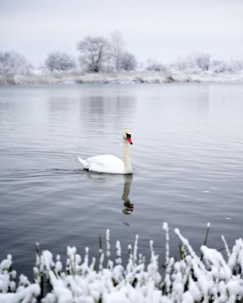 天鹅吃什么食物_天鹅能活多少年