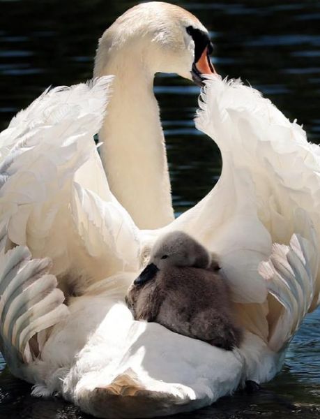 天鹅吃什么食物_天鹅能活多少年