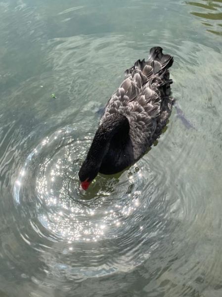 天鹅吃什么食物_天鹅能活多少年