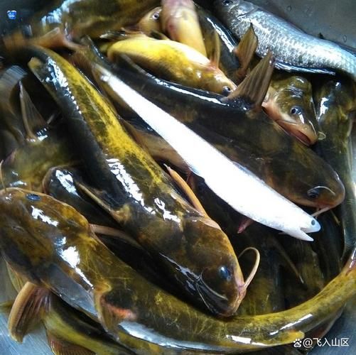 昂公鱼汤怎么做好吃_昂公鱼汤的做法步骤