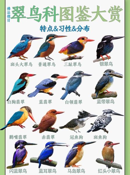 翠乌是什么鸟_翠乌和翠鸟区别