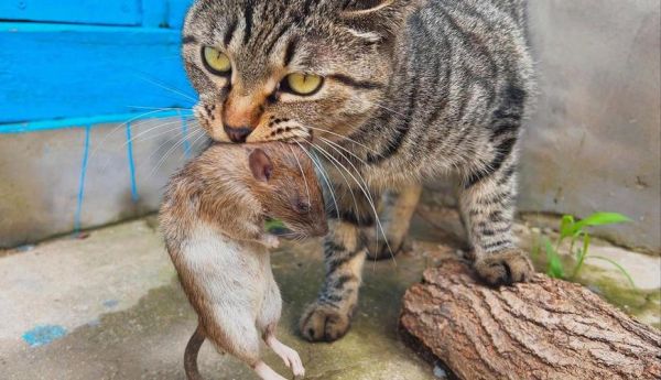 猫为什么喜欢抓老鼠_猫抓老鼠是天性吗