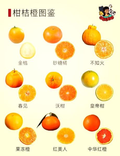 橘子怎么挑选_橘子有哪些品种
