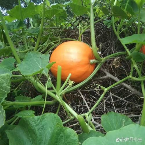 金灿灿_金灿灿的近义词有哪些