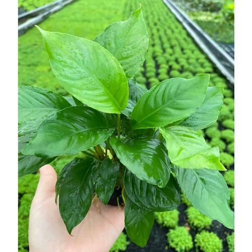 山涧适合种什么植物_山涧怎么造景