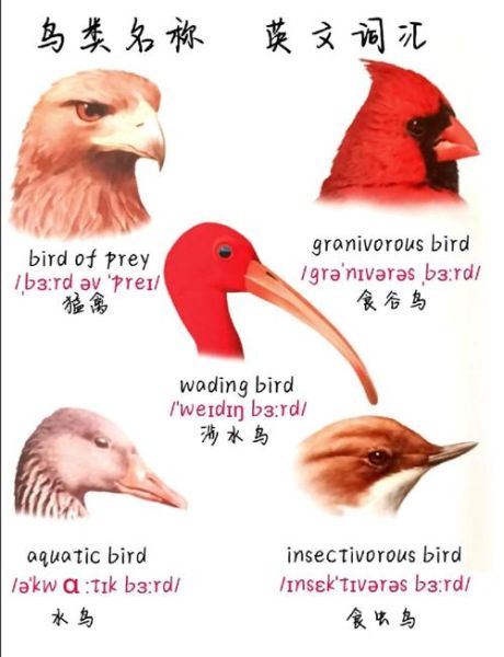 小鸟是什么词语_小鸟属于什么词类