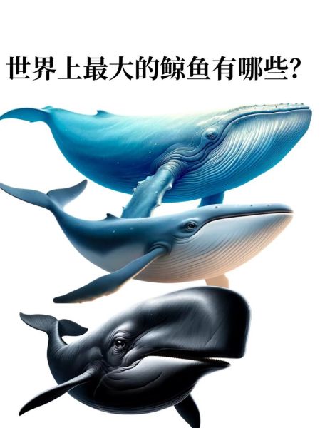 鲸鱼为什么那么美_鲸鱼美在哪里