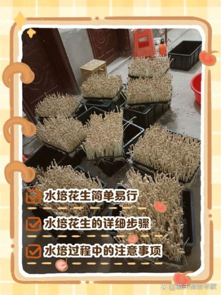 花生芽怎么发_花生芽的做法步骤