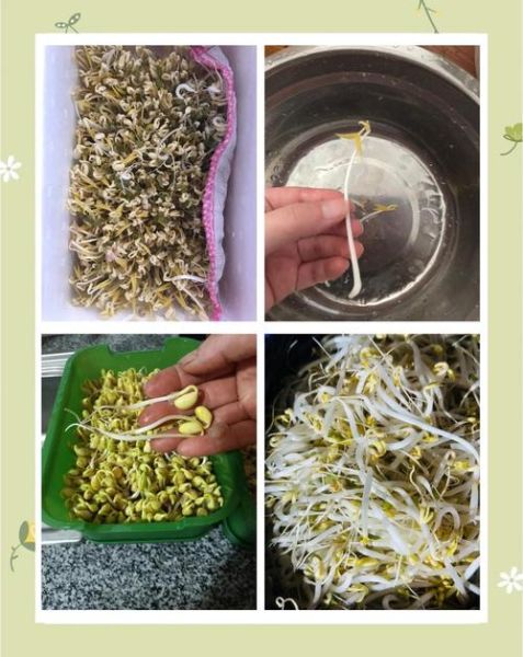 豆芽怎么发最快_家庭无土栽培豆芽技巧