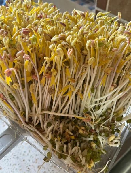 豆芽怎么发最快_家庭无土栽培豆芽技巧