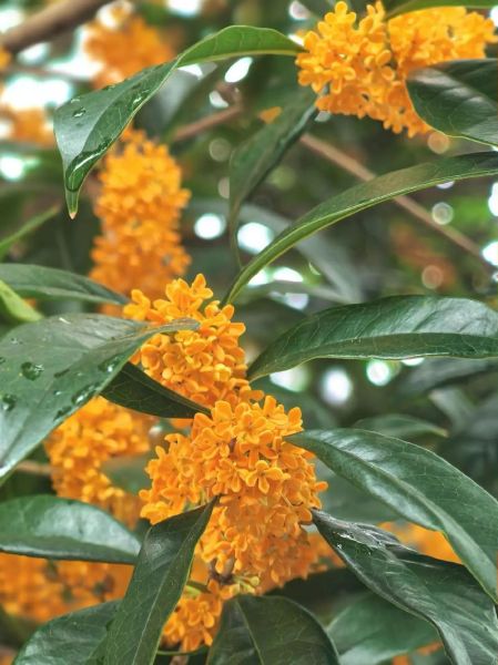 桂花很香是什么原因_桂花很香能持续多久