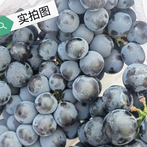 葡萄黑是什么原因_葡萄黑还能吃吗