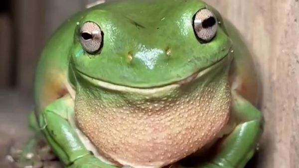 青蛙的嘴巴像什么_青蛙嘴巴的特点有哪些