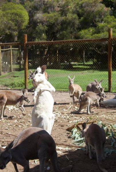 移民珀斯很后悔_珀斯生活成本真的很高吗