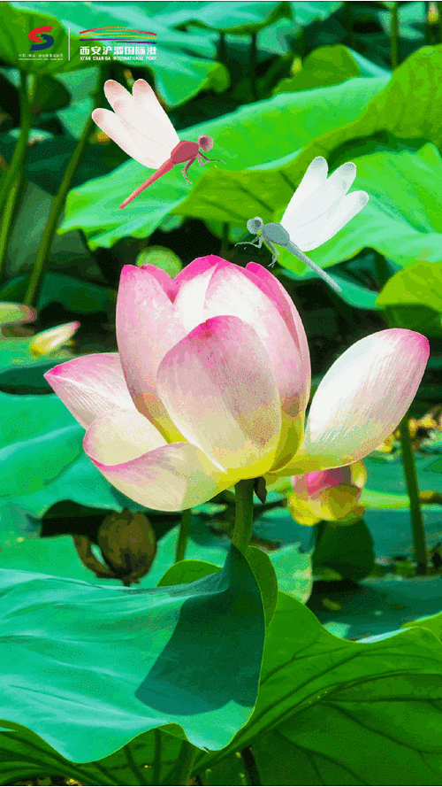 手机壁纸软件哪个好用_如何设置高清动态壁纸